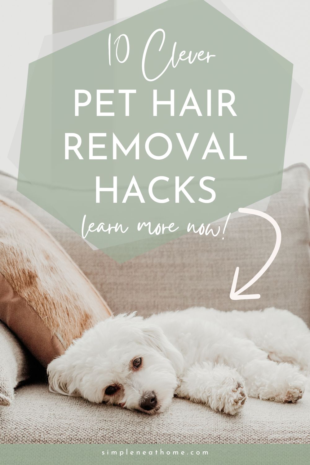 How to Remove Pet Hair From Your Home Simple Neat Home