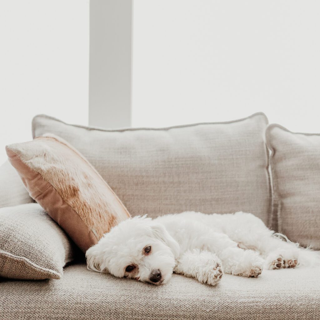 Image of a light haired puppy laying on a sofa