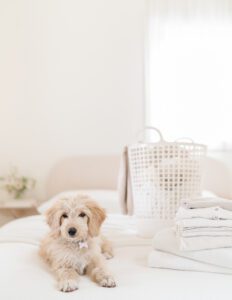 Image of a puppy laying on a bed